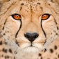 Camera Captures Rare Asian Cheetahs