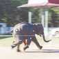 Can Elephants Run?