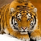 Canine Distemper Virus Threatens to Wipe Out Russia's Amur Tiger Population