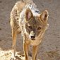 Canis Aureus Lupaster Is Not a Golden Jackal but a Gray Wolf