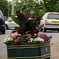 Cannabis Found in Street Flower Pots in Newport