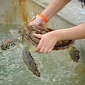 Captive Sea Turtles Constitute a Health Threat to Tourists