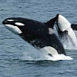 Captivity Makes Killer Whales Live Up to Their Name