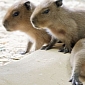 Capybara Pups at Schönbrunn Zoo Are Utterly Adorable