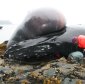Car-Sized Tongue Whale Stranded on Alaska
