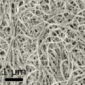 Carbon Nanotubes Adversely Affect the Lungs