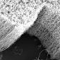 Carbon Nanotubes Can Be Broken Down by Enzymes