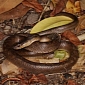 Caribbean Snake Argued to Be Rarest Animal on Earth