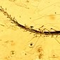 Carnivorous Plant Remains Found in Amber Are 35 to 47 Million Years Old