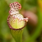 Carnivorous Plants Inspire the Creation of Frictionless Materials