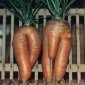 Carrots, Longer Life and a Lot of Sex