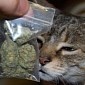 Cat Brings Home Bag of Marijuana, Owner Rats It Out