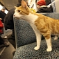 Cat Flees Home for Weeks to Enjoy Traveling with Public Transportation