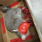 Cat Is Duct Taped, Abandoned in a Parking Lot
