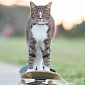 Cat Pulls Off Tricks on Remote-Controlled Skateboard