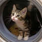 Cat Stuck Inside Washing Machine Survives 35-Minute Wash Cycle