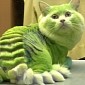 Cat Visits Beauty Salon, Comes Out Looking like a Dragon