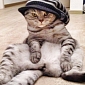 Cat Who Always Poses Sitting Up Goes Viral in Russia