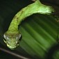 Caterpillar Turns into a Snake to Escape Predators