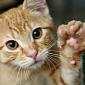 Cats Can Unlock an iPhone 5s via Touch ID – Video