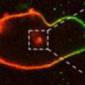 Cellular 'Position Lights' Made from Nanoparticles