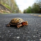 Certain Drivers Purposely Run Over Turtles, Experiments Show