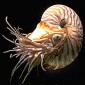Chambered Nautilus Has a Simple Memory