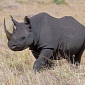 Chance to Kill a Black Rhino to Be Auctioned Off by Dallas Safari Club
