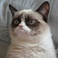 Check Out the Top Five Most Popular Cats Online, Grumpy Cat Scores Two Places
