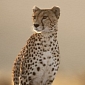 Cheetah Sets New Land Speed Record [Video]
