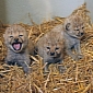Cheetah Triplets Thriving at Zoo in Austria