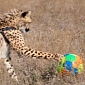 Cheetahs Learn How to Play Football, Hope This Will Help Them Survive in the Wild
