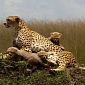Cheetahs Overheat After a Hunt Because They're Afraid Someone Will Steal Their Lunch