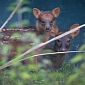 Chester Zoo Welcomes Pudu Fawn
