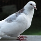Chicago Starts Deporting Pigeons to Indiana