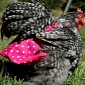 Chicken Diapers Are All the Rage in Farming Accesories