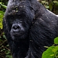 Chief Warden of Virunga National Park Shot in an Ambush