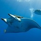 Chilean Devil Rays Can Dive to Depths of Up to 1.24 Miles (2 Kilometers)