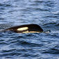 Chilean Sea Bass Culling Threatens Orcas