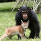 Chimp Is Best Friends with a Lynx