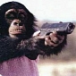 Chimp Is Given AK-47, Starts Shooting at Soldiers