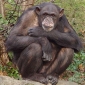 Chimps Remain Friends for a Long Time