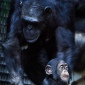 Chimpanzees' Last Stand
