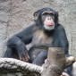 Chimpanzees Are Altruistic to Each Other