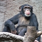 Chimpanzees Cooperate Only When They Have To
