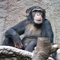 Chimpanzees Do Not Conform to the Norm