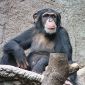 Chimpanzees Like Good Music As Well
