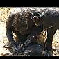 Chimpanzees Mourn Their Infants Too – Striking Video