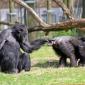Chimps' Gestures Explain how Human Languages Appeared