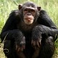 Chimps Are No Strangers to Booze, Palm Wine Is Their Drink of Choice